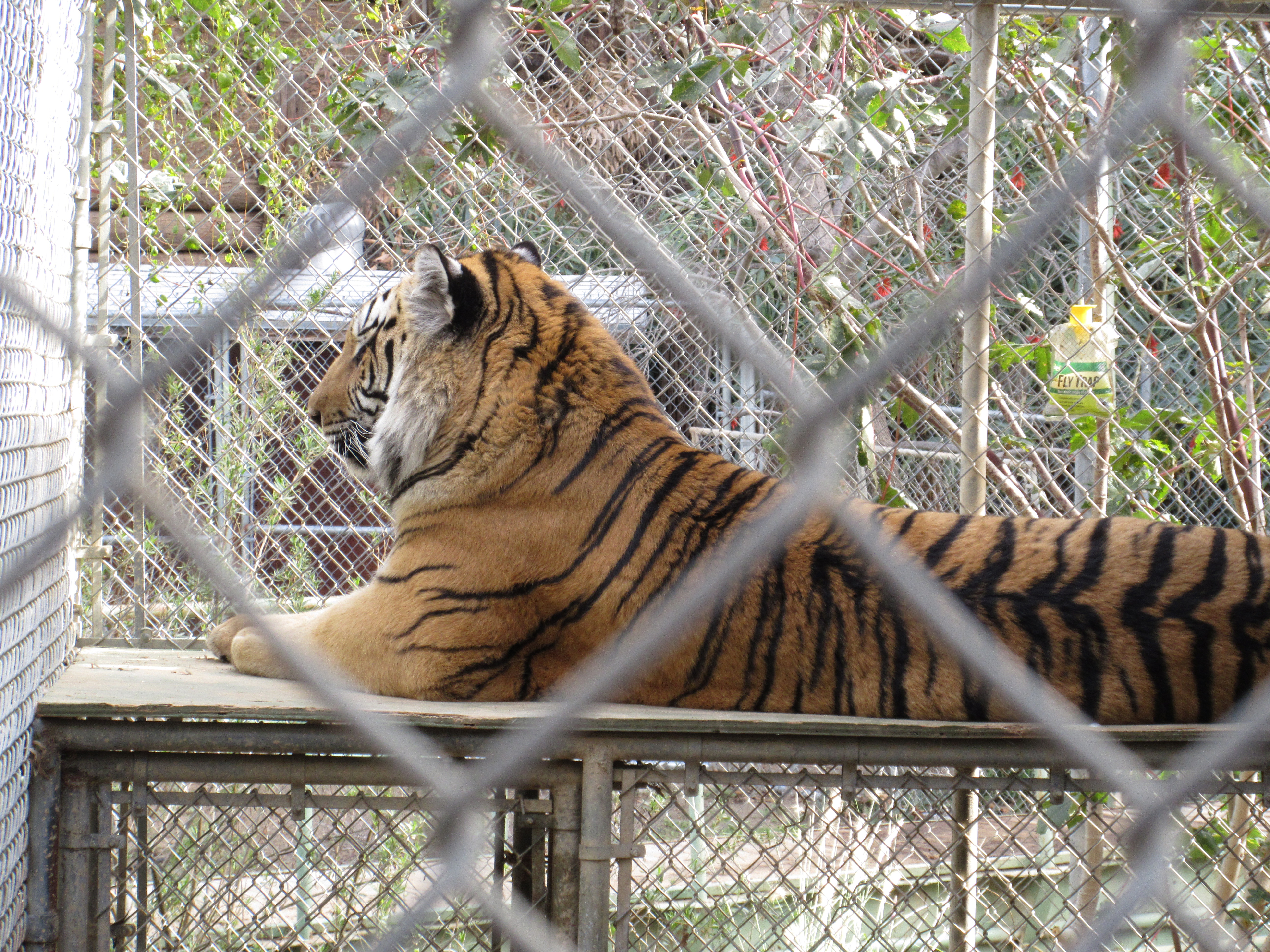 Tiger Wildlife Waystation