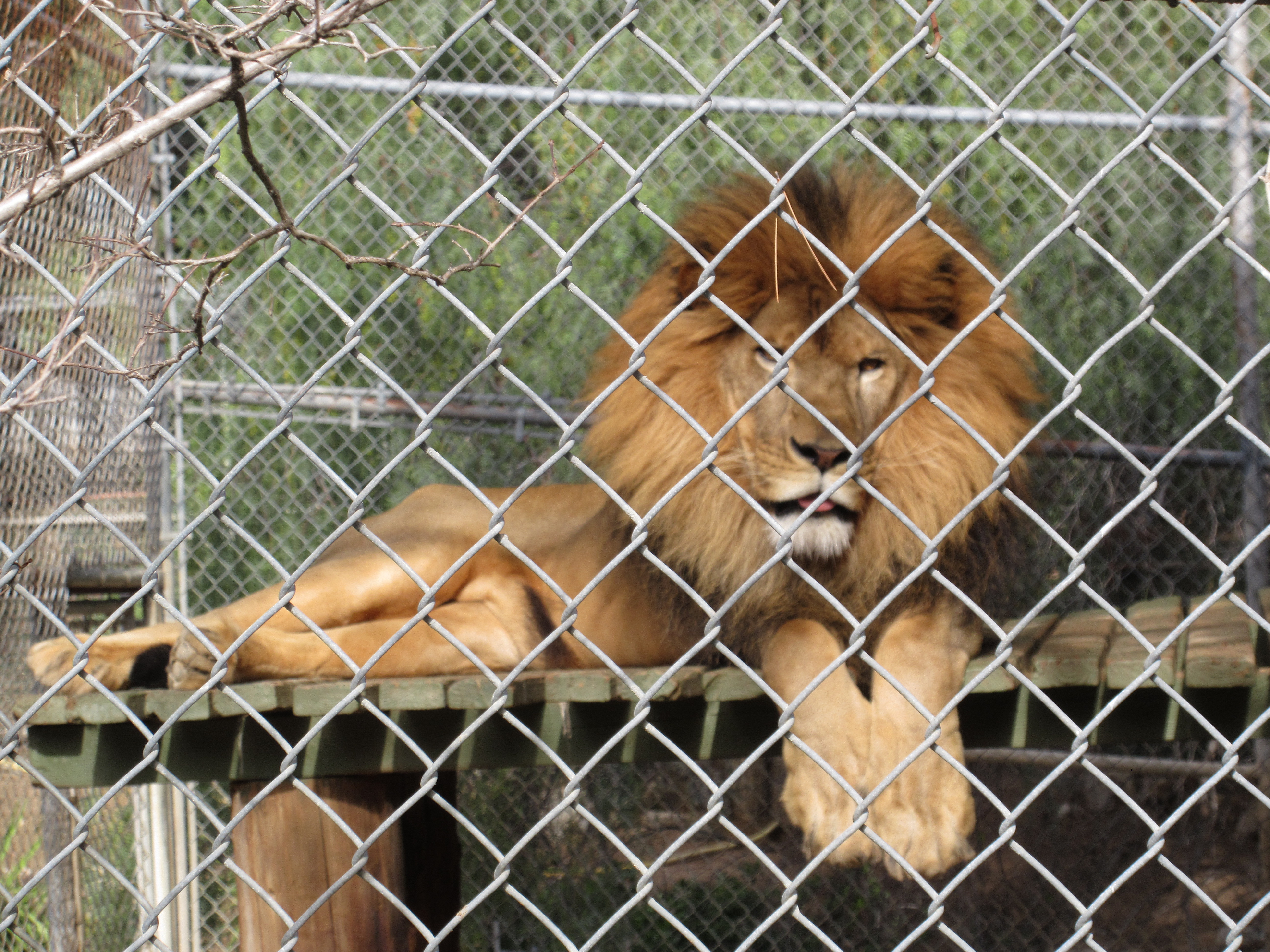 Lion Wildlife Waystation