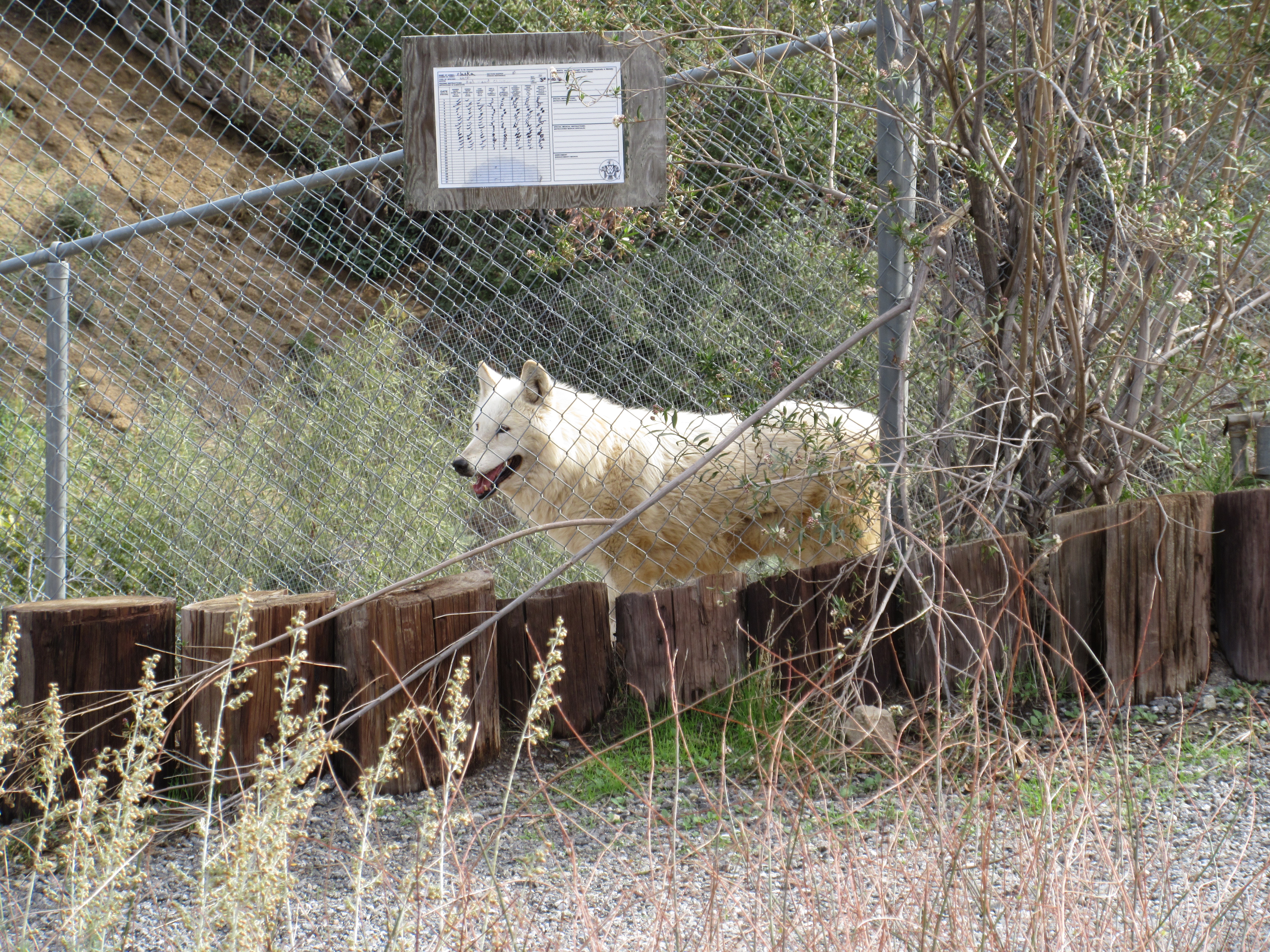 Wolfdog Wildlife Waystation