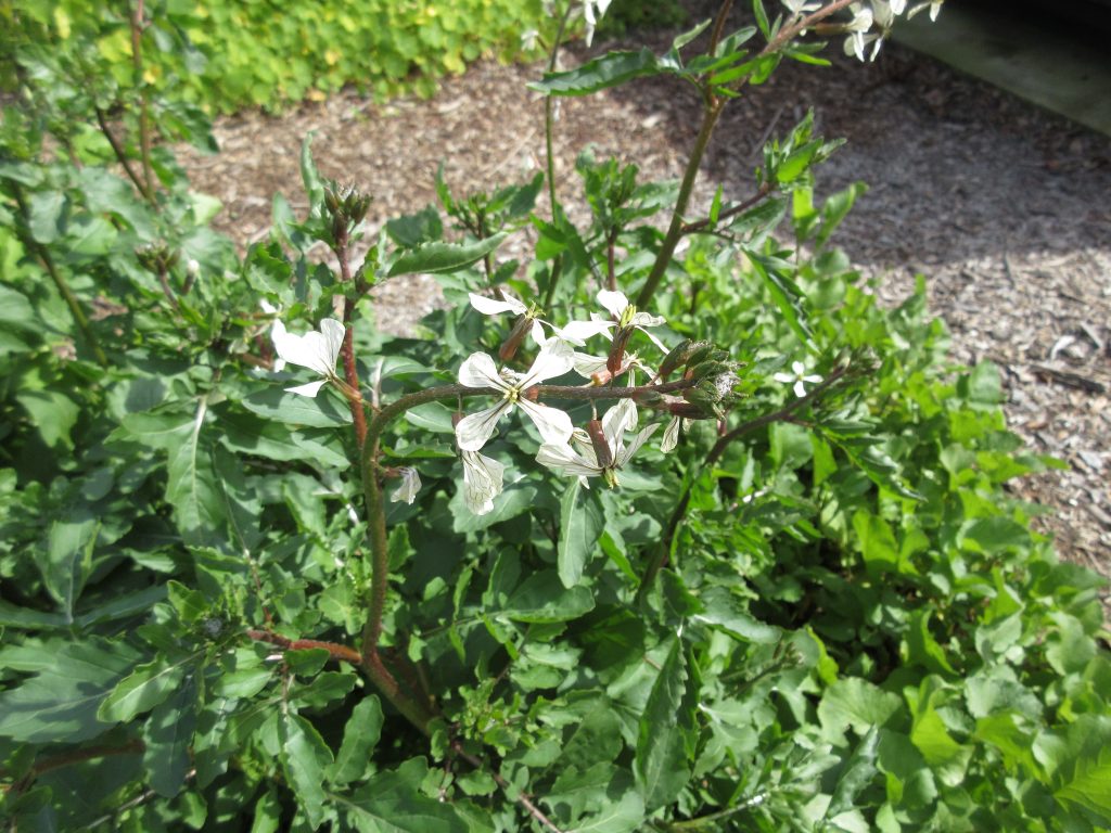 Wordless Wednesday arugula flowers