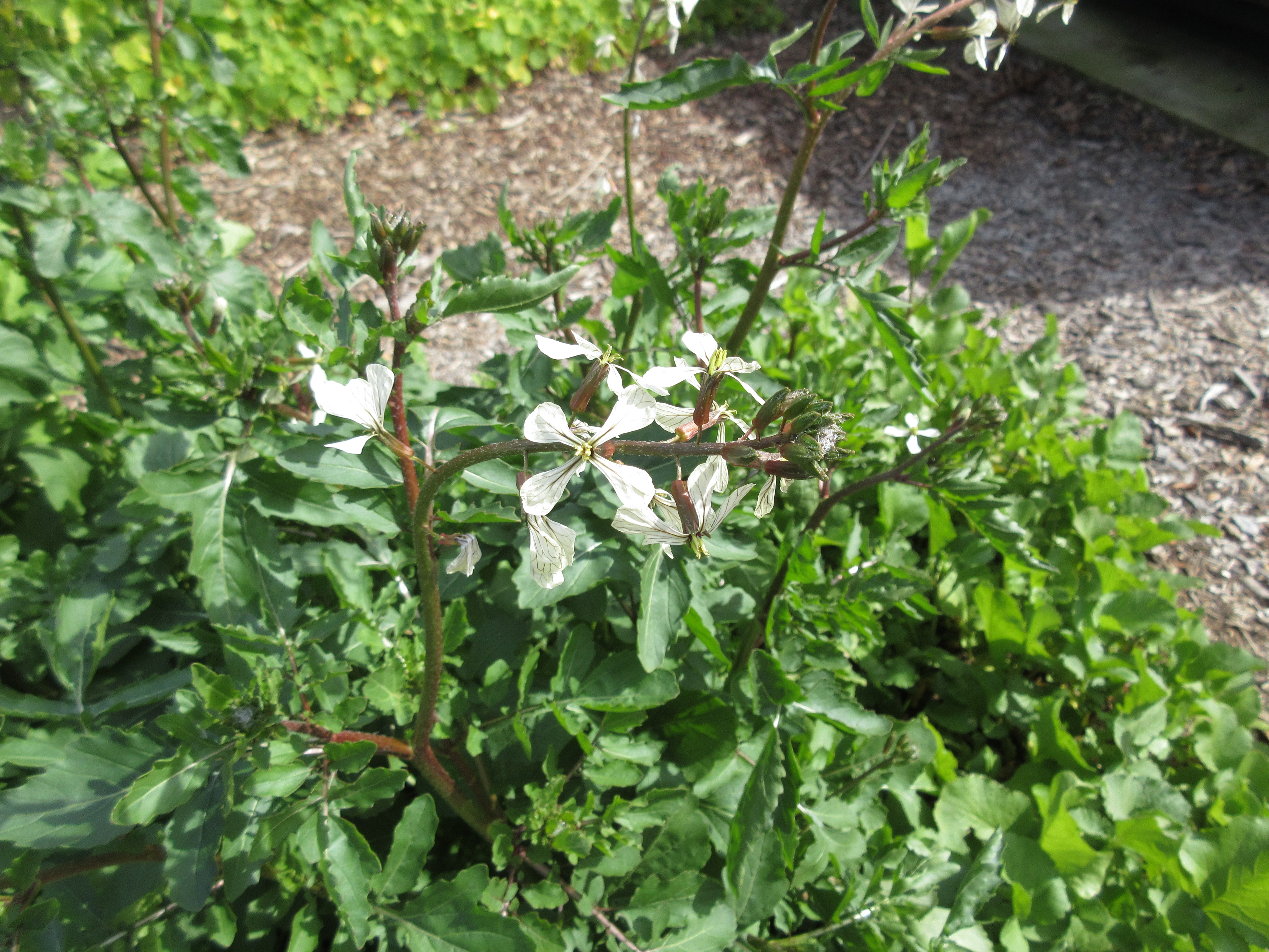 Wordless Wednesday arugula flowers Gardenerd