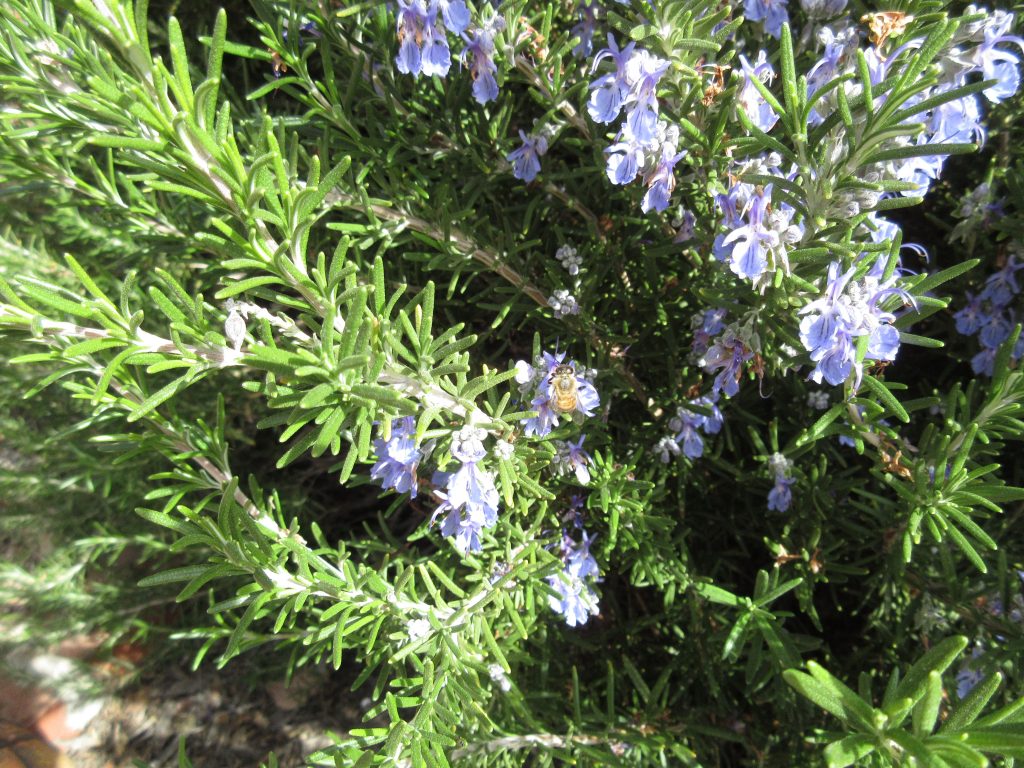 Wordless Wednesday rosemary