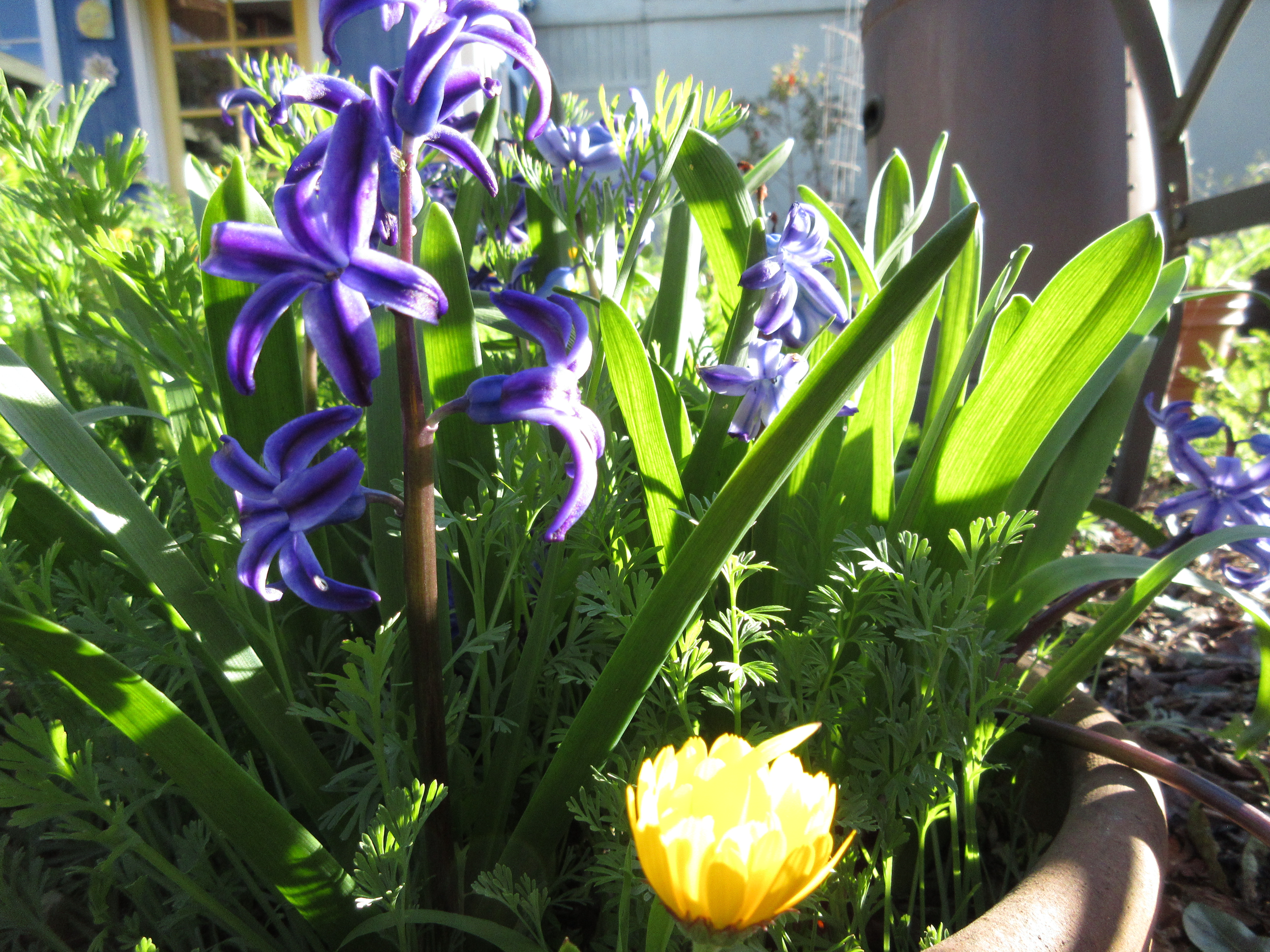 Hyacinth and calendula