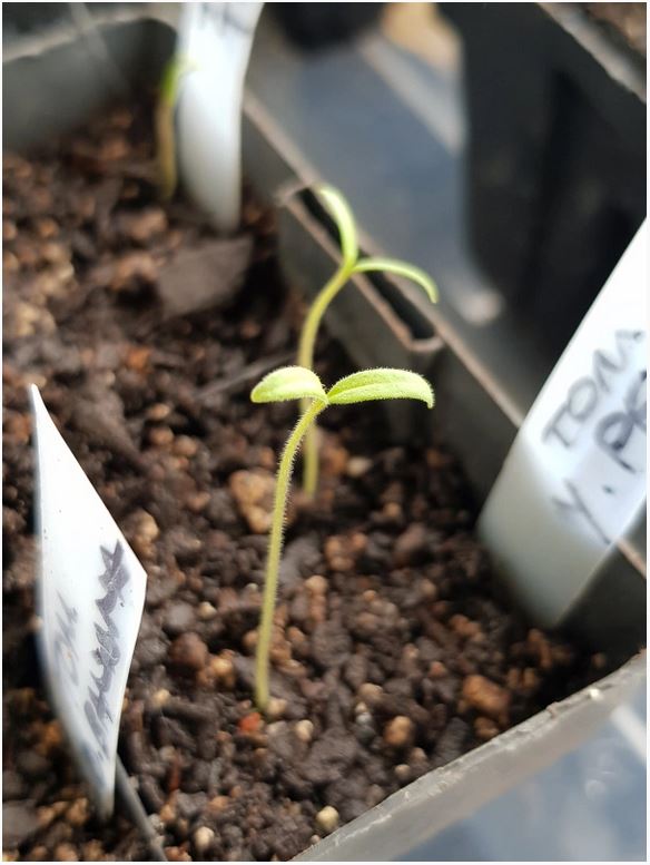 Spindly Seedlings under Grow Lights? - Gardenerd