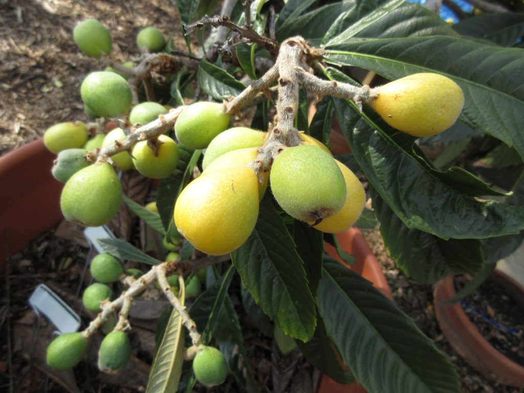 Loquat ripening