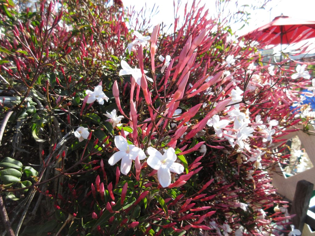 Jasmine flowers bloom