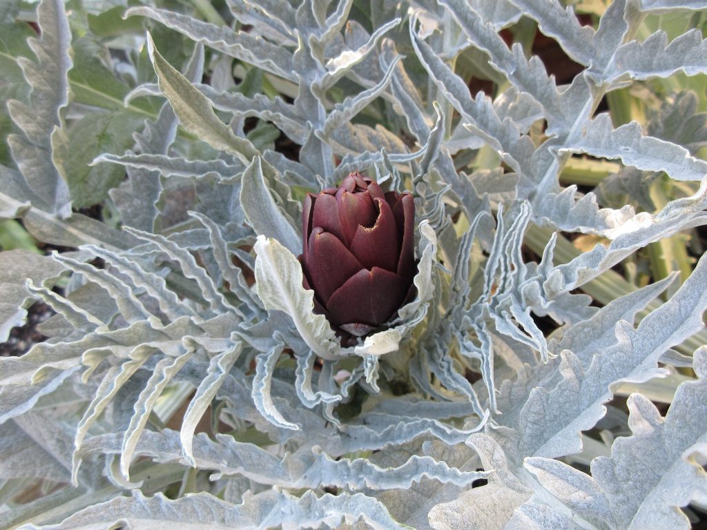 Winnetka Purple artichokes