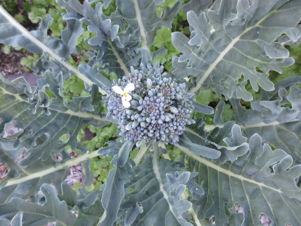 Kale bolting to seed