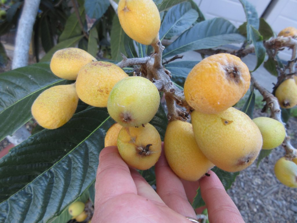 Loquats are ready