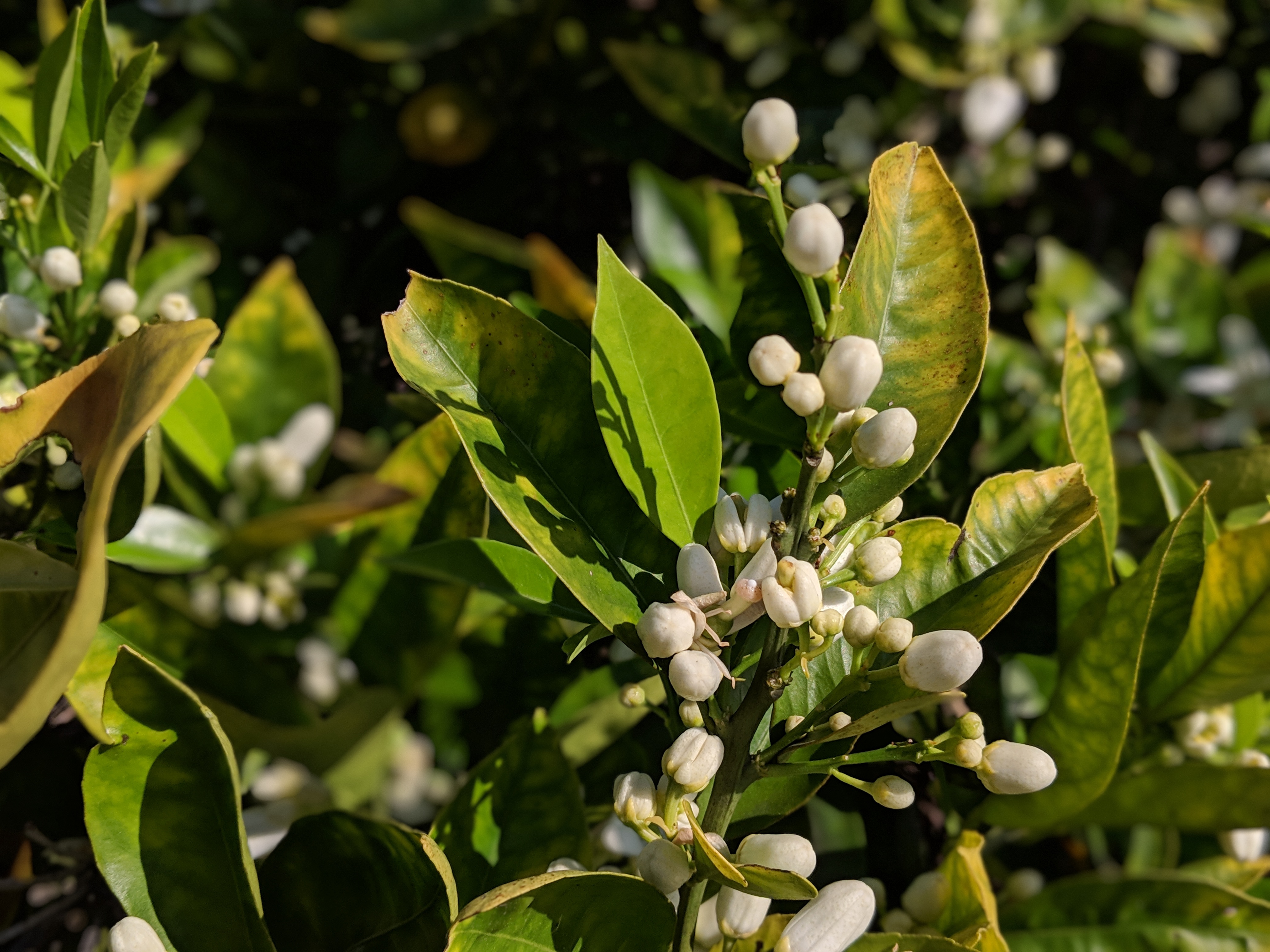 Orange blossoms