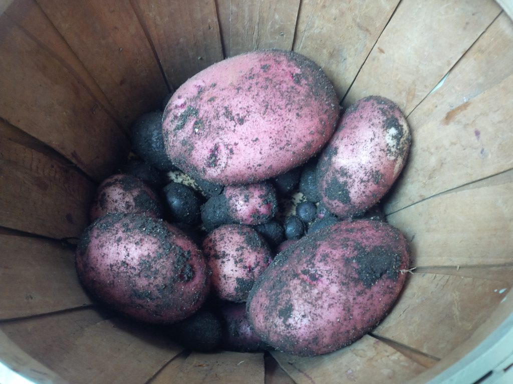 Potatoes harvested