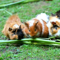 Ask Gardenerd: Guinea Pig Poop?