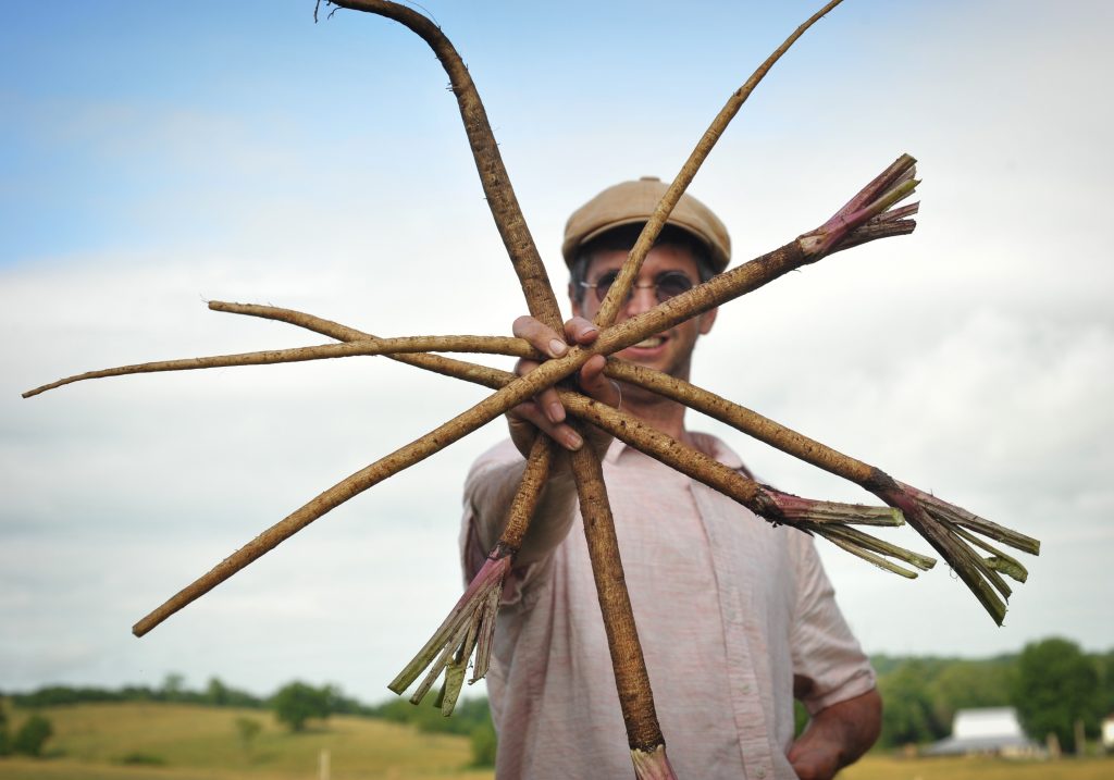 Burdock root Takinogawa Jere Gettle