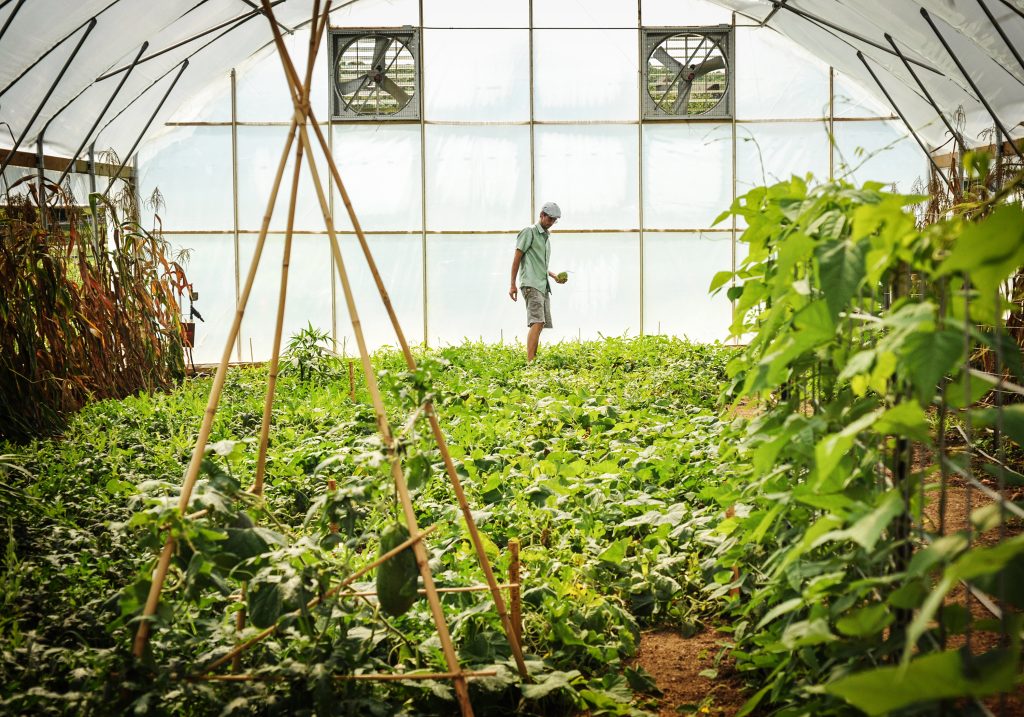 High Tunnel Greenhouse Jere Gettle in sea of watermelon