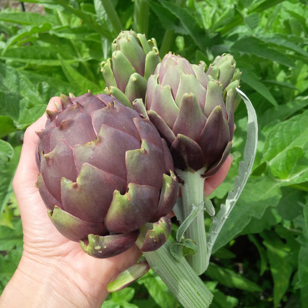 Purple Artichokes