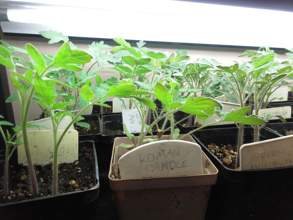 Tomato seedlings growing for the equinox
