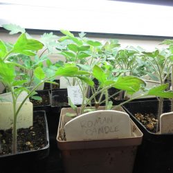 YouTube: How to Start Tomato Seeds – and Keep Them Organized
