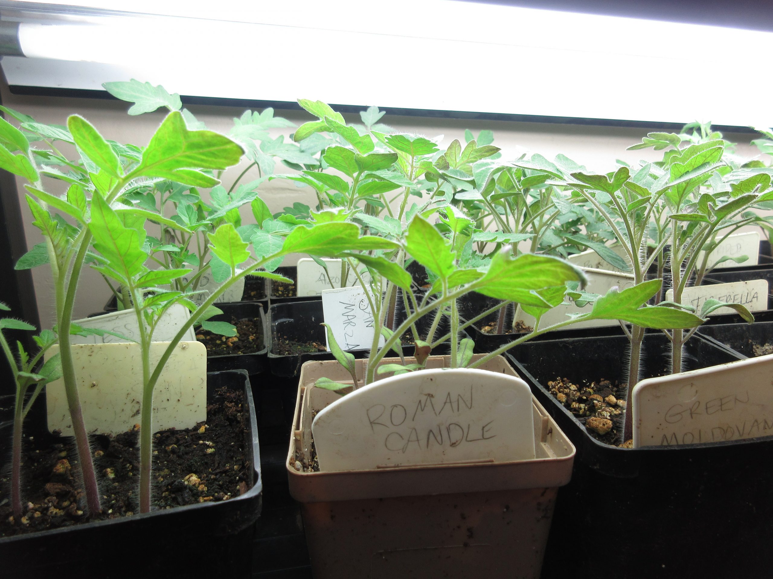 You are currently viewing YouTube: How to Start Tomato Seeds – and Keep Them Organized
