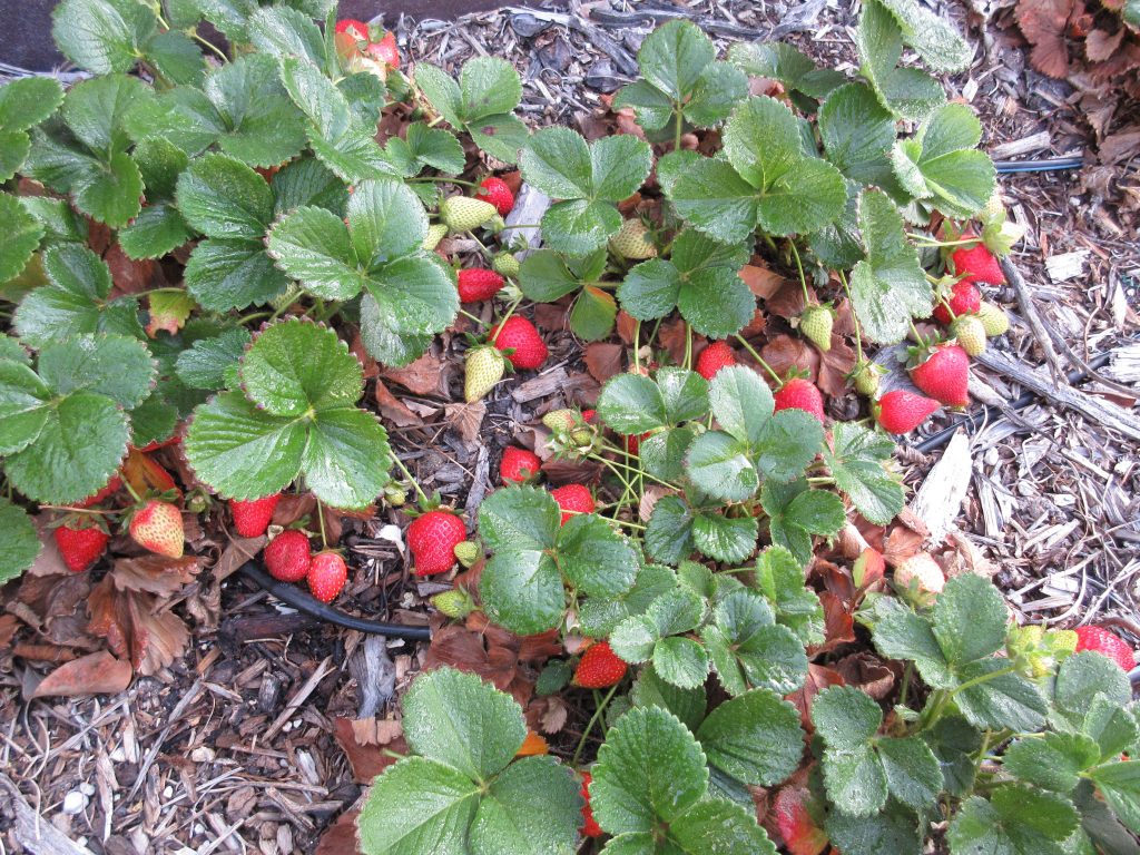 Strawberries Wordless Wednesday