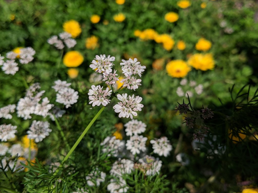 cilantro calendula