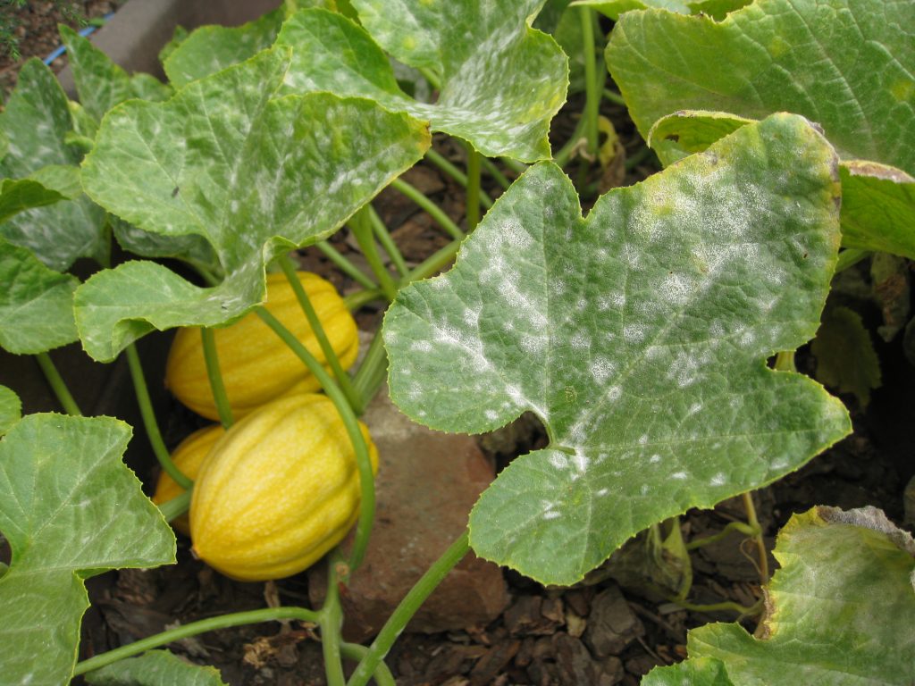 Powdery mildew acorn squash