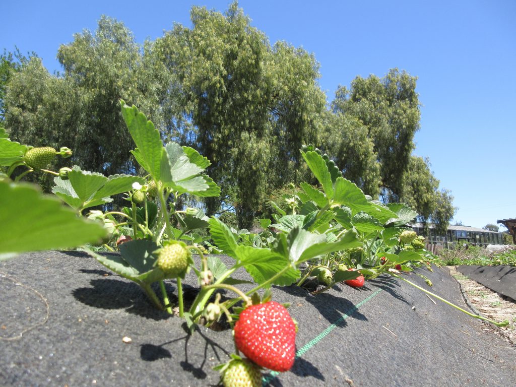 Apricot Lane Farms Strawberries