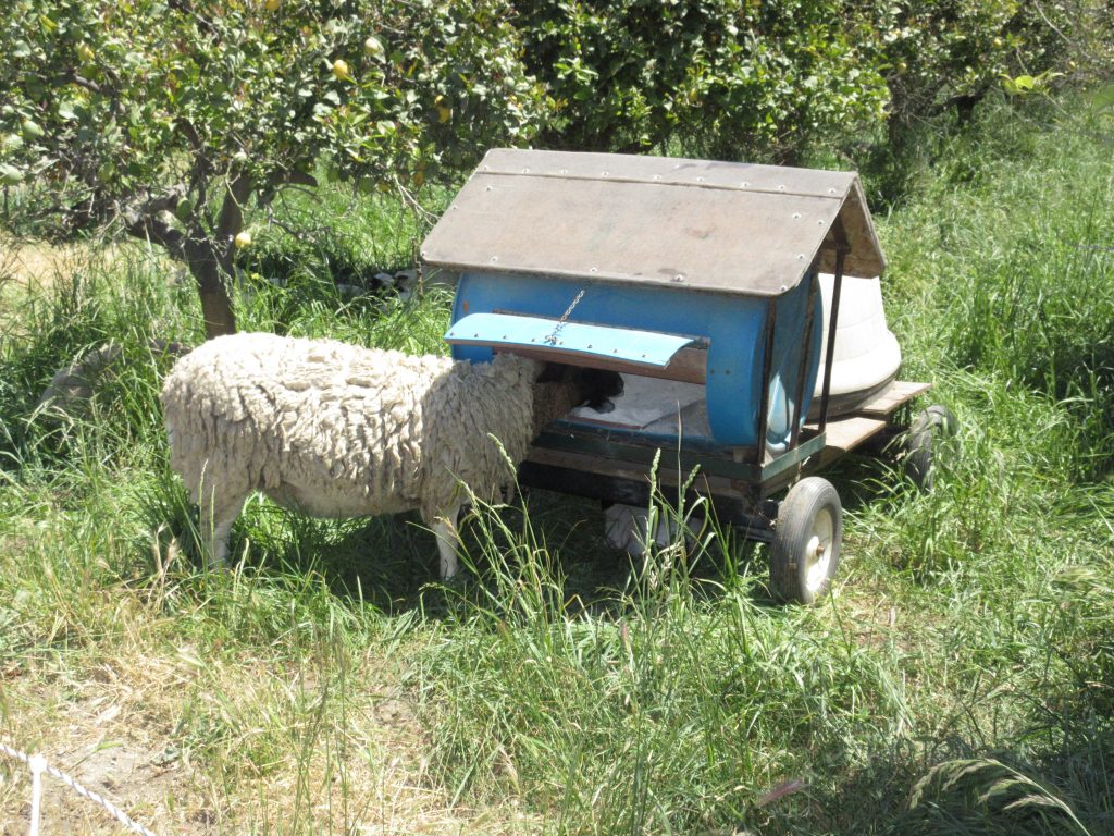 Apricot Lane Farms Sheep