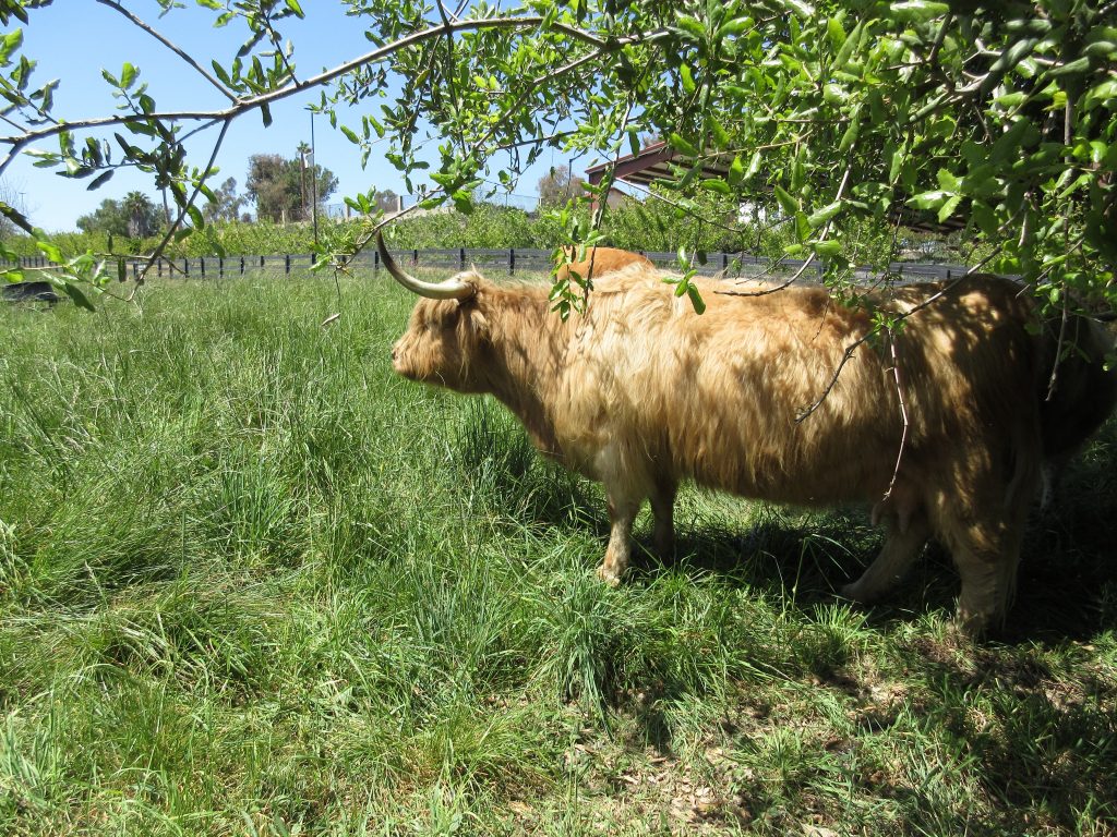Apricot Lane Farms Highland Cow
