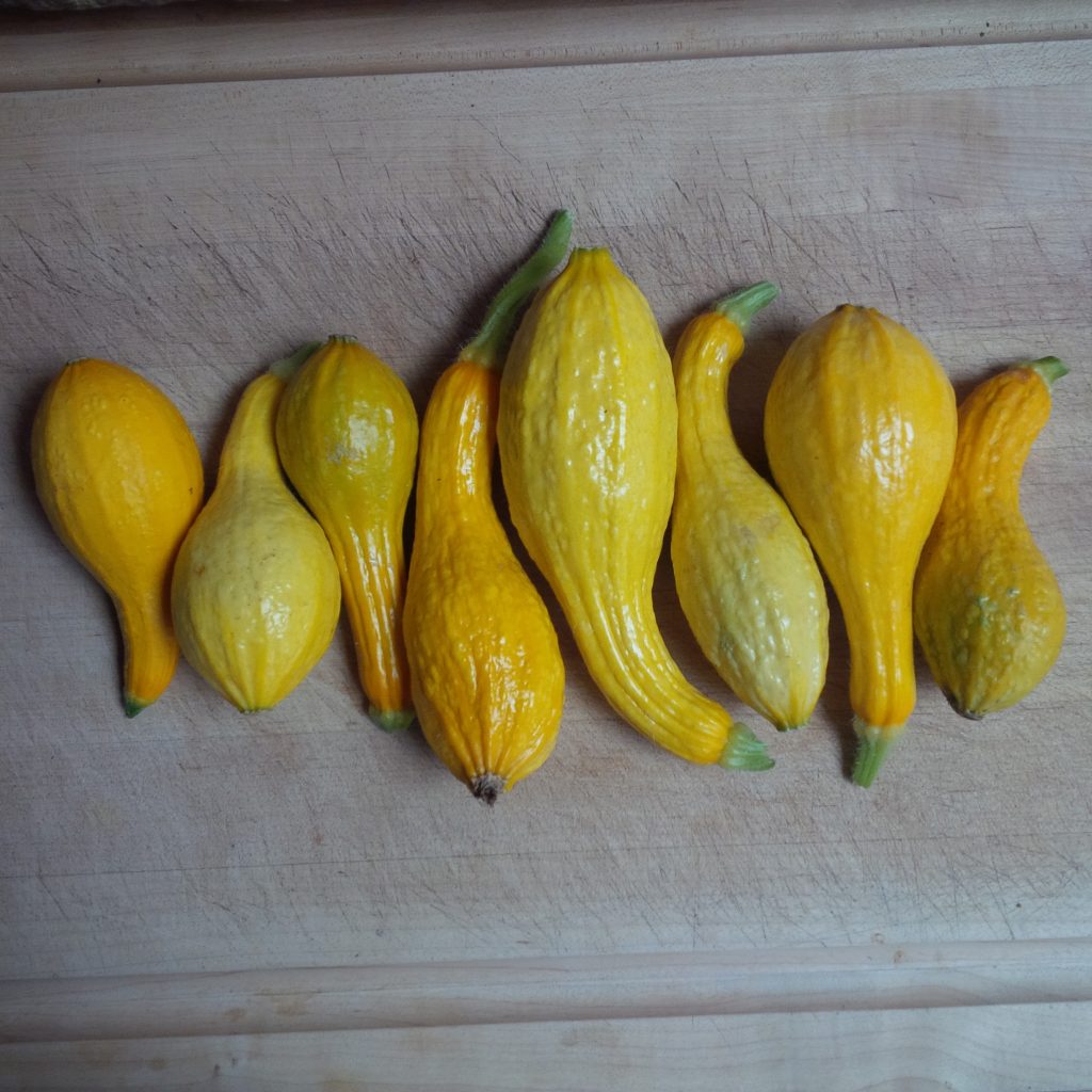 Yellow Crookneck Squash