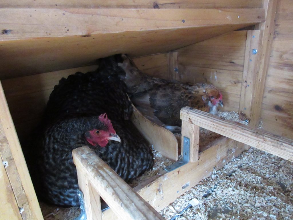 Mildred Ethel chickens nesting