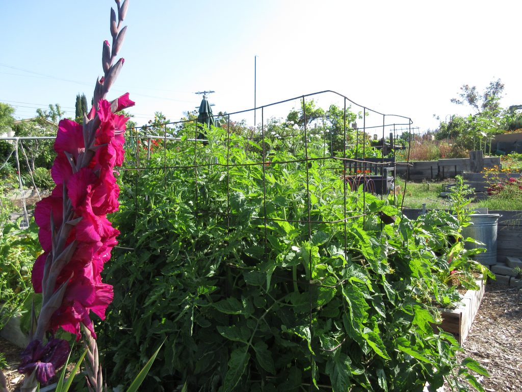 Wordless Wednesday gladiolus tomatoes