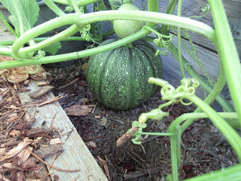 Wordless Wednesday Pumpkins