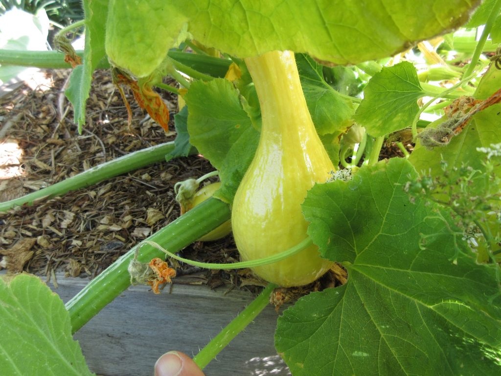 Wordless Wednesday yellow squash