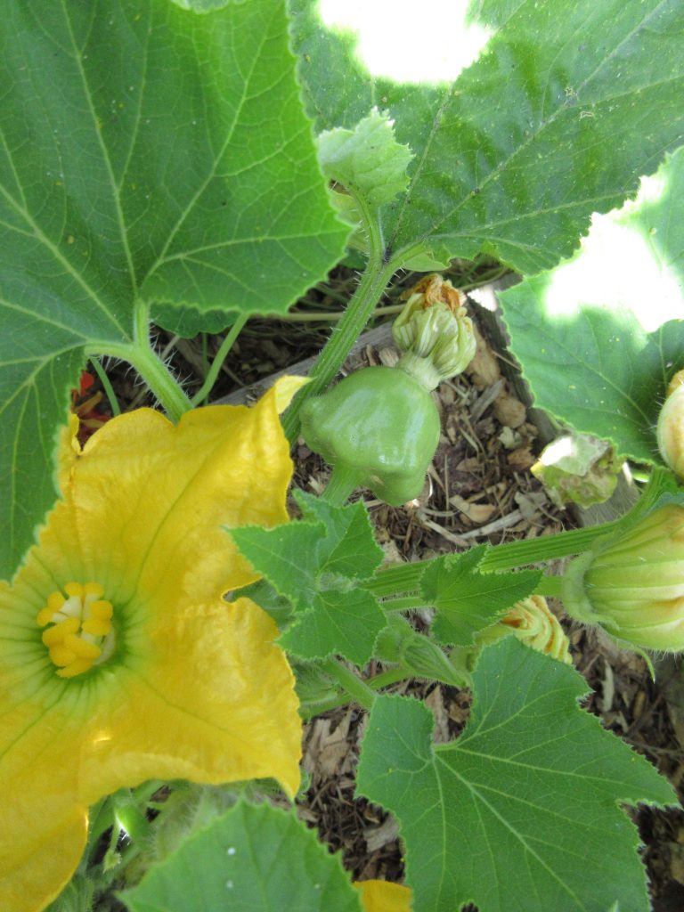 Wordless Wednesday patty pan