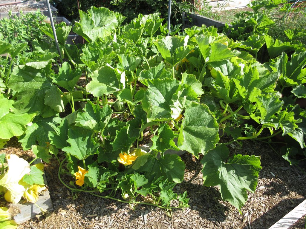 Wordless Wednesday Pumpkin