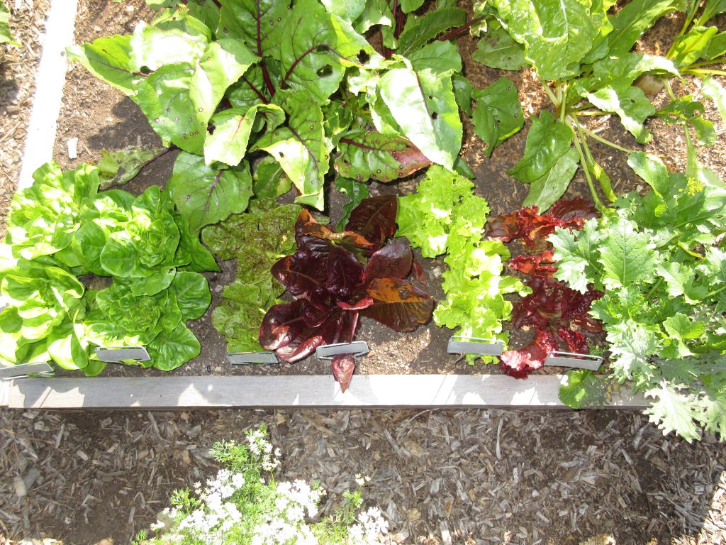 Wordless Wednesday lettuces