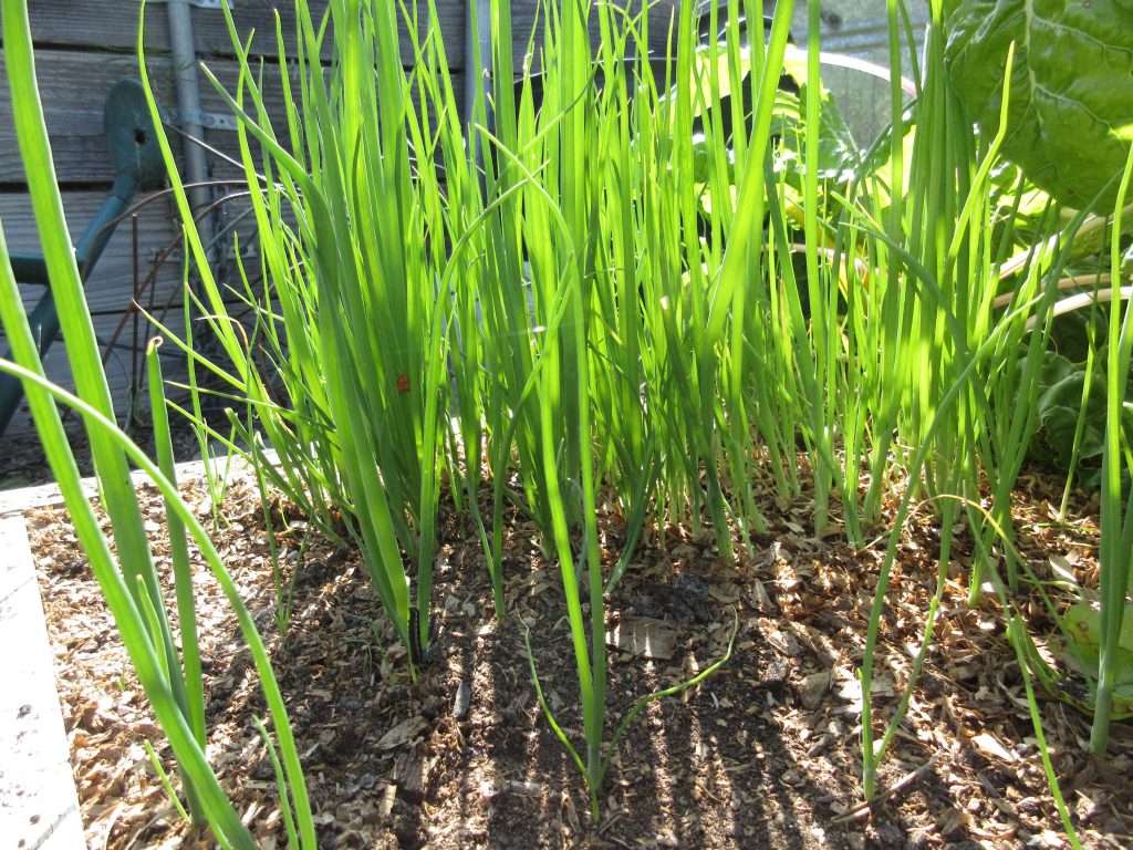 Wordless Wednesday Green onions