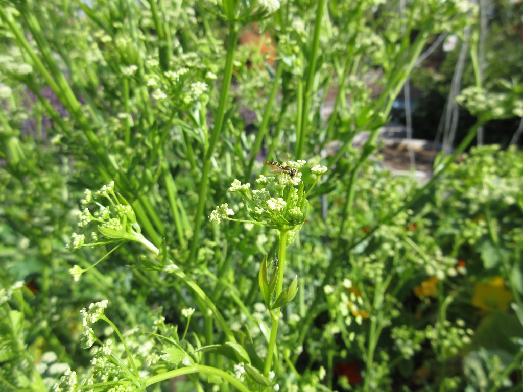 Wordless Wednesday celery hoverfly