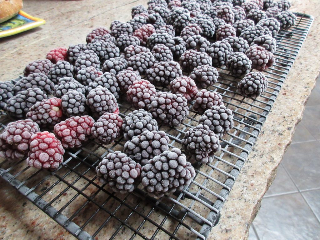 Wordless Wednesday blackberries frozen