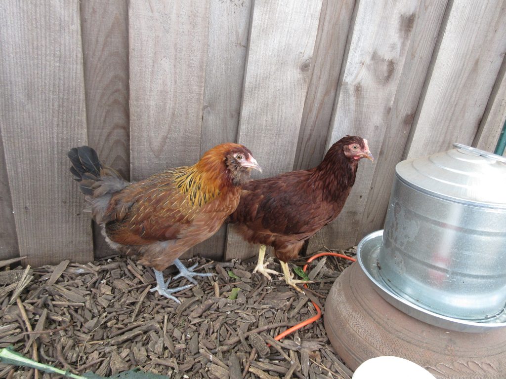 new chickens 