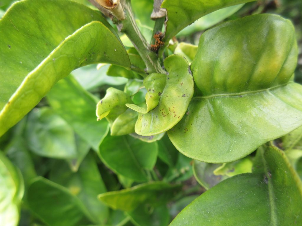curled lemon leaf