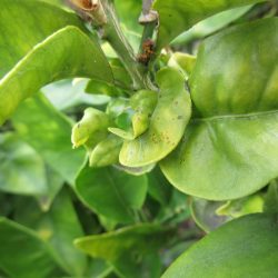 Ask Gardenerd: Curling Leaves on Lemon Tree