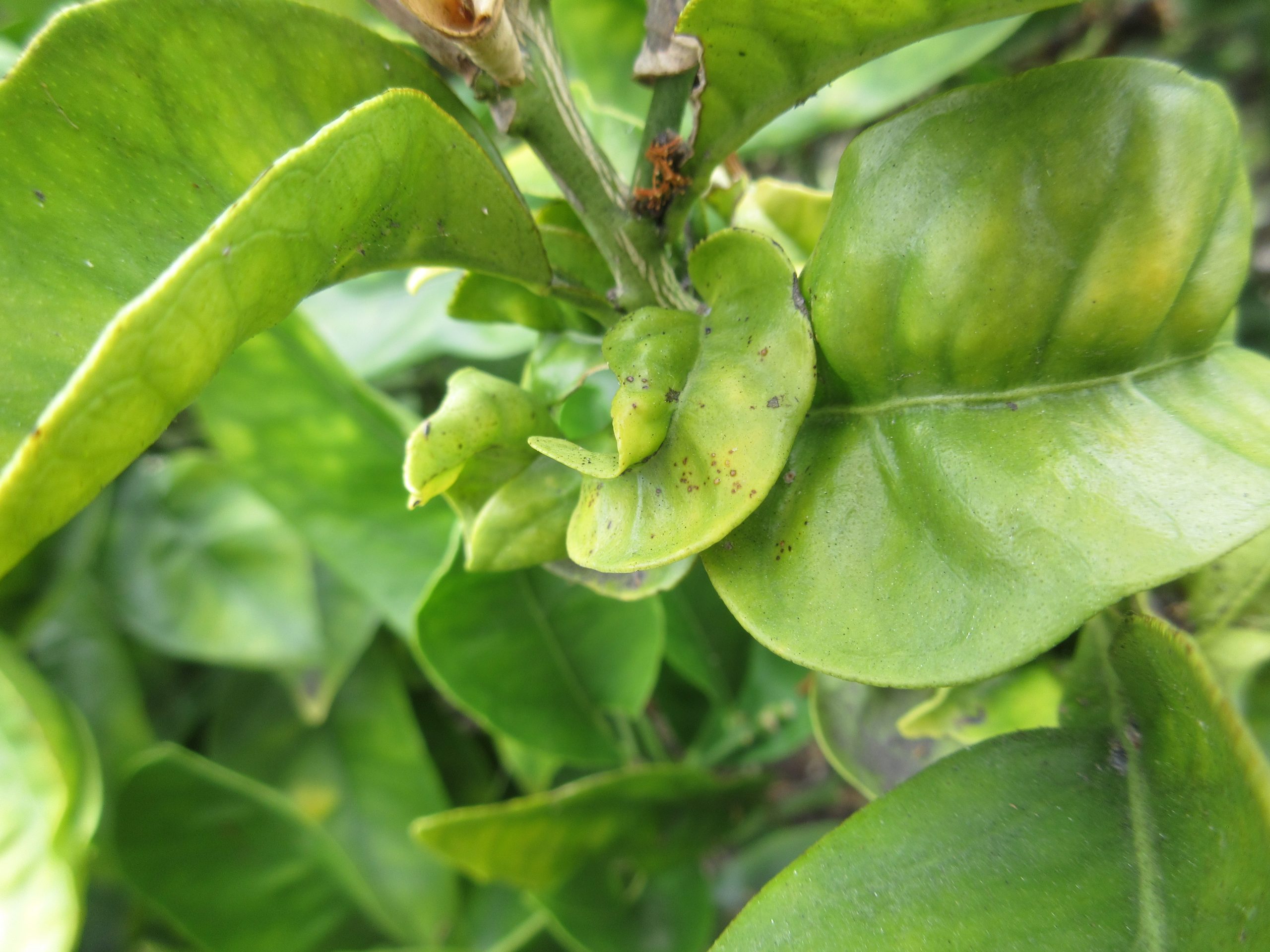 You are currently viewing Ask Gardenerd: Curling Leaves on Lemon Tree