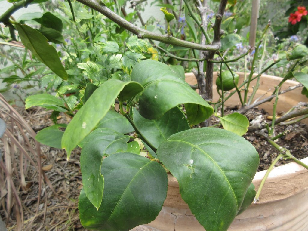 lime tree leaves curling inward