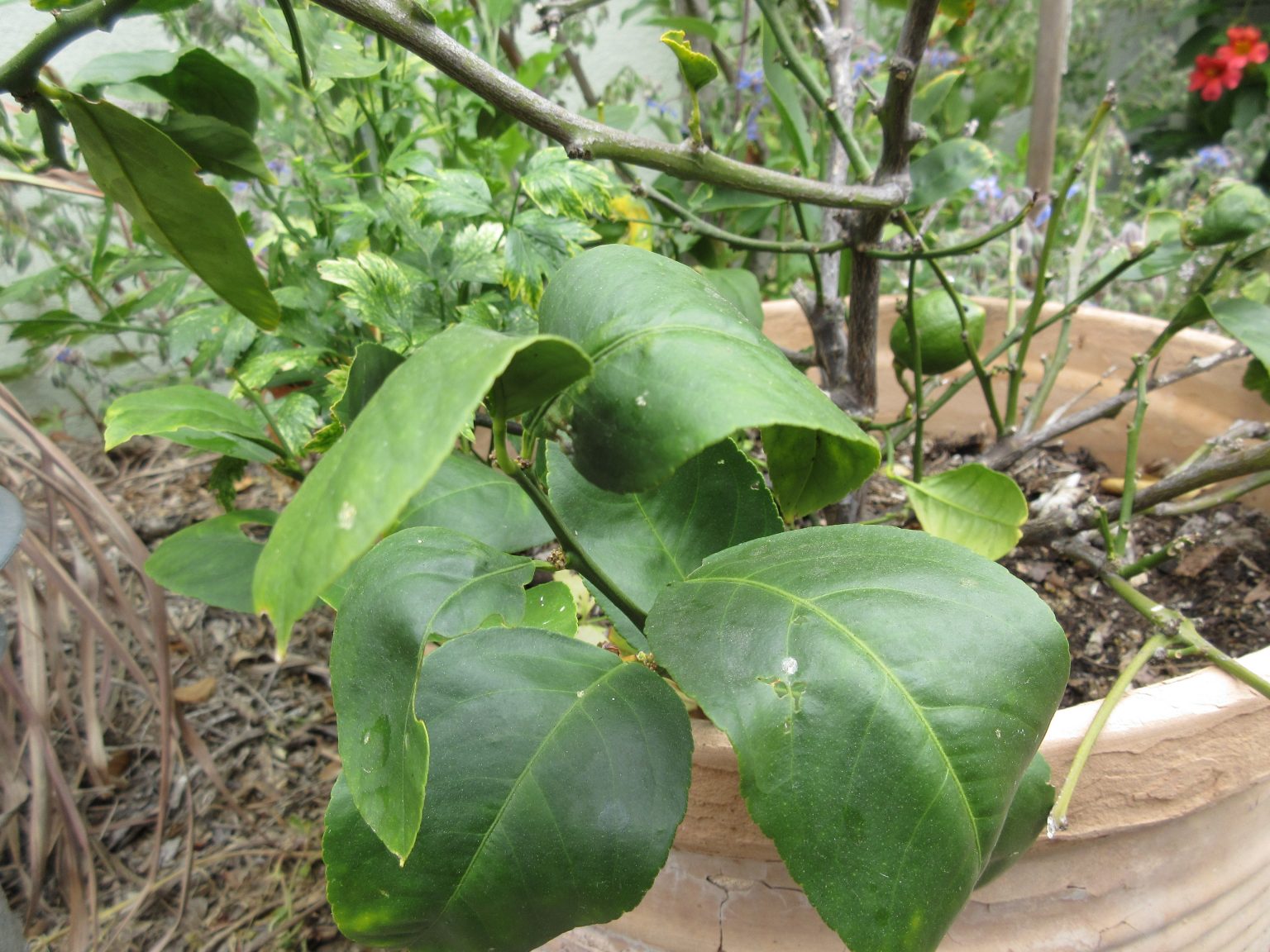 ask-gardenerd-curling-leaves-on-lemon-tree-gardenerd