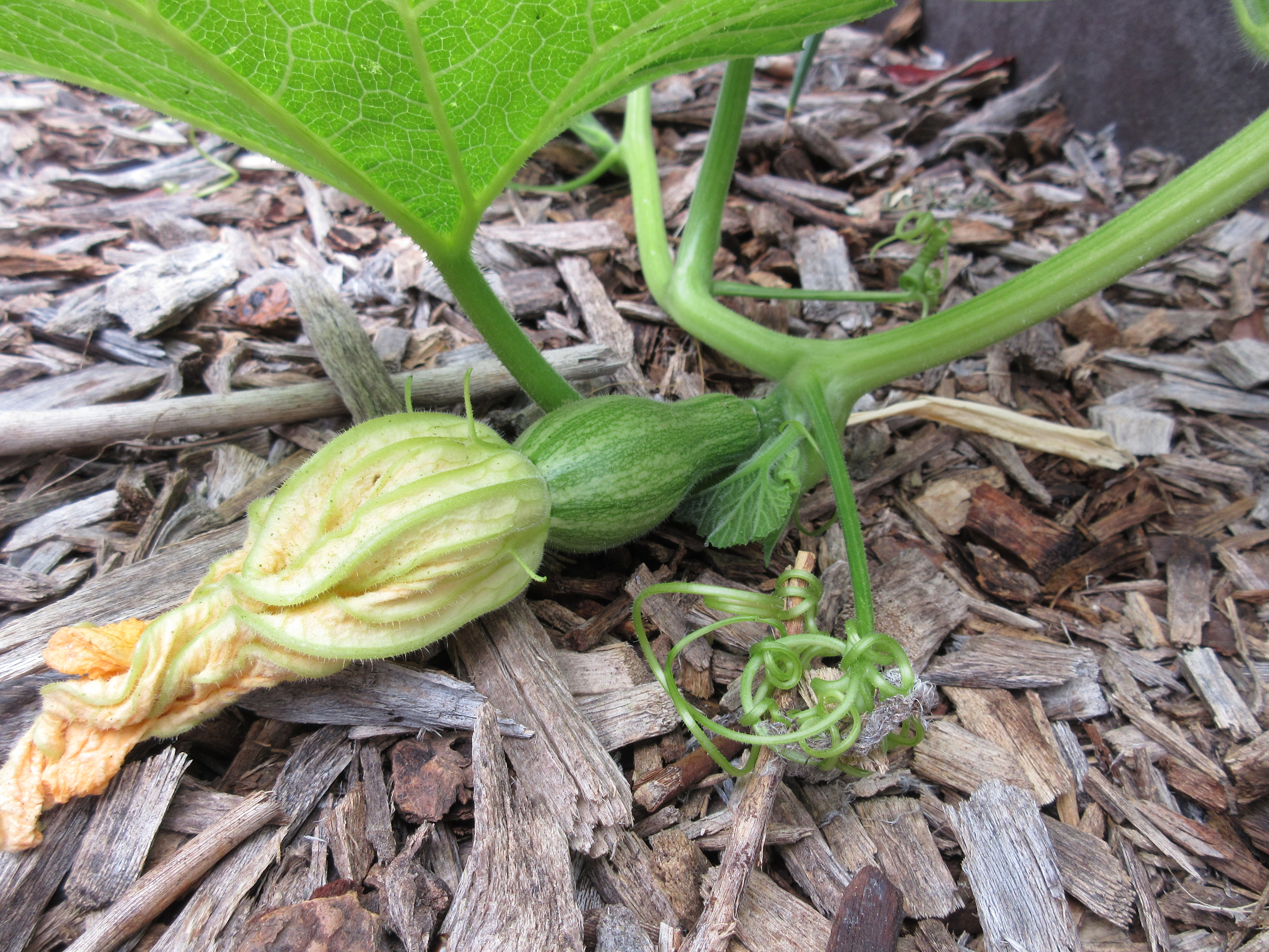 Green-Sriped Cushaw squash