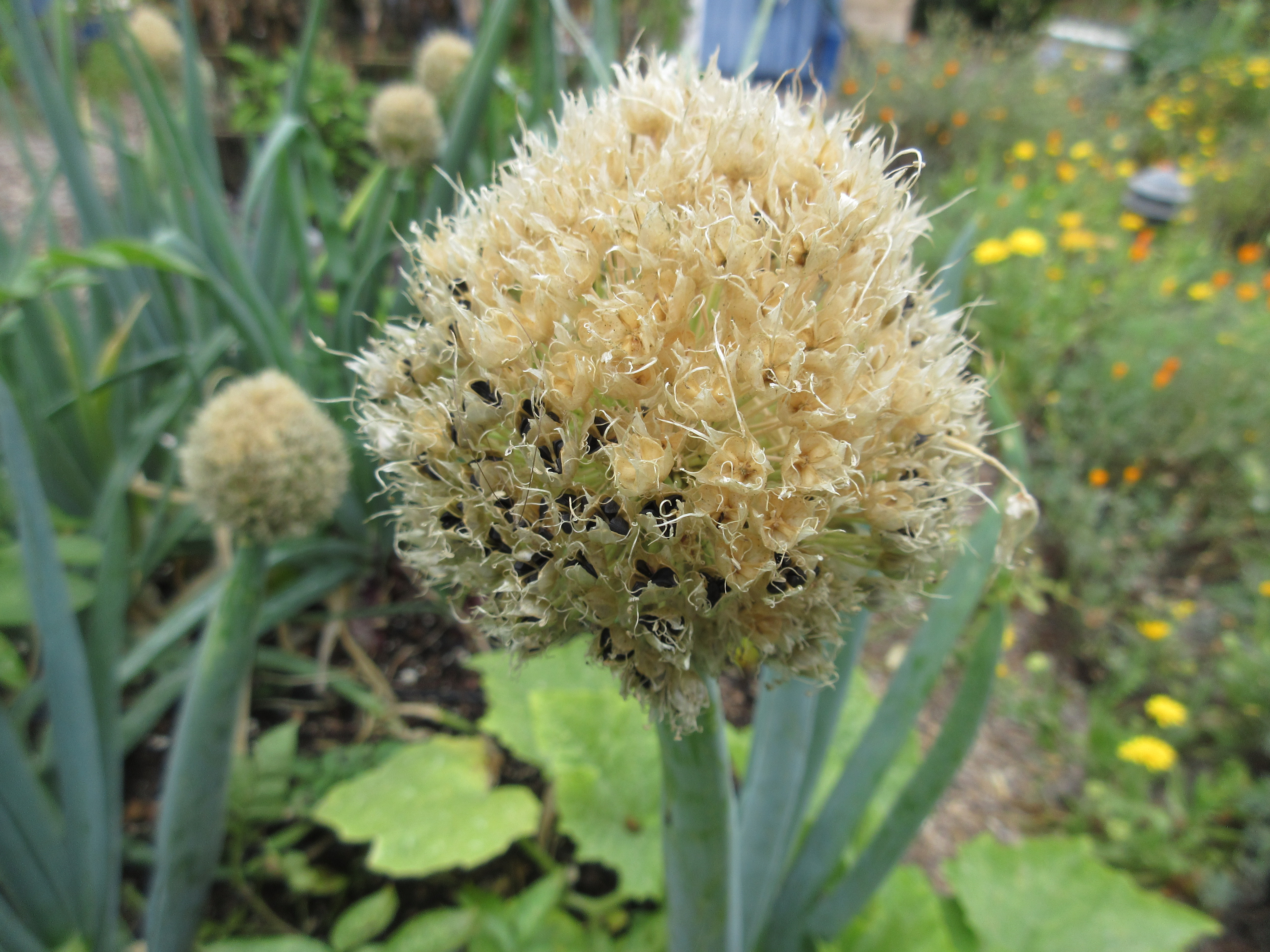 Onion seeds