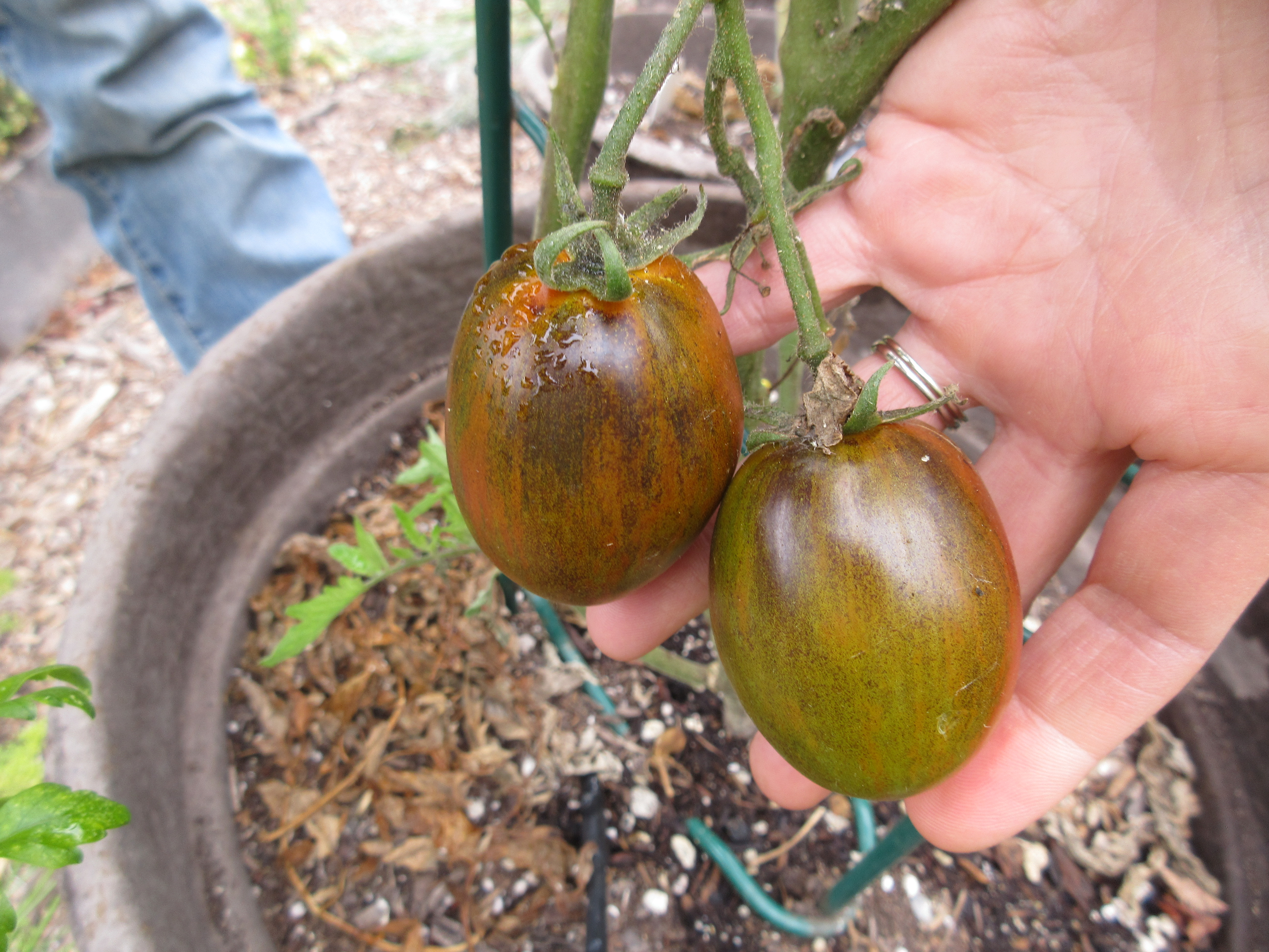 Brad's Atomic Grape tomato
