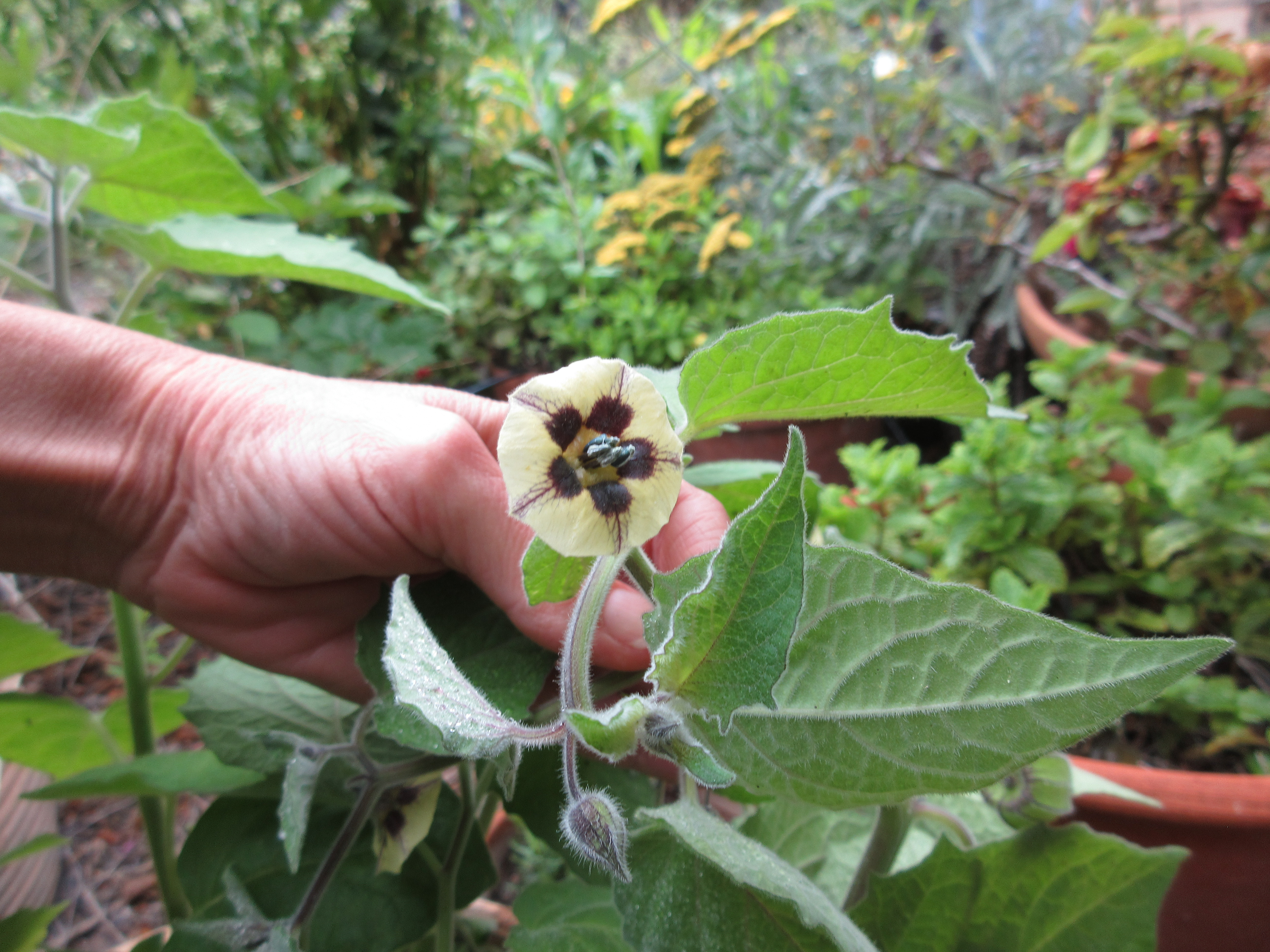 Golden Berry flowers gound cherry