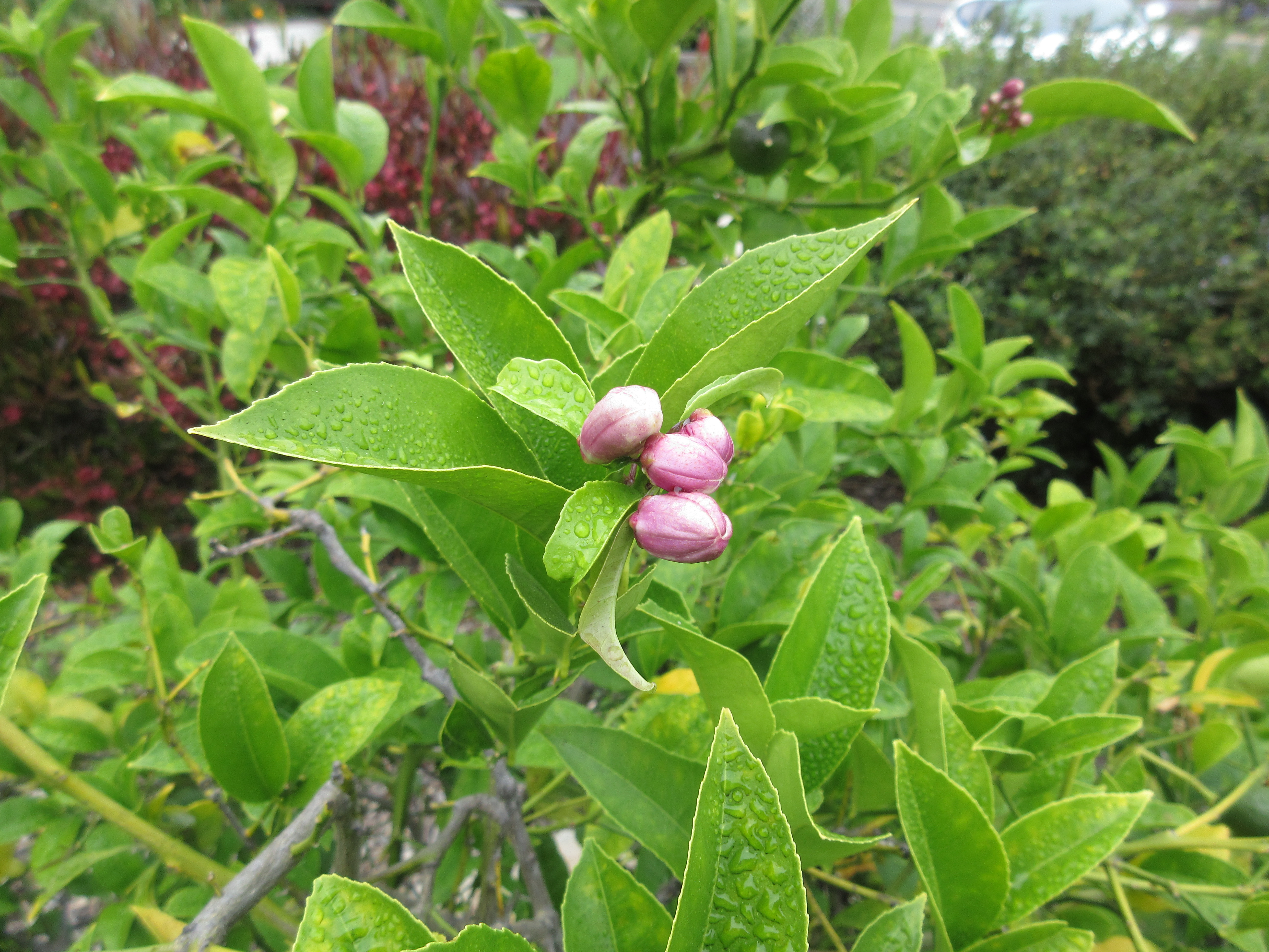 lemon blossoms
